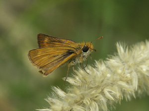 Thymelicus acteon
