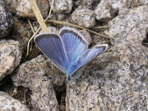 Polyommatus eroides
