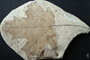 Acer protohyrcanum Palamarev & Bozukov [holotype]