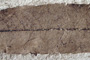 Adinandra palaeorhodopaea Palamarev & Bozukov [holotype]