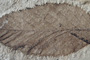 Alnus palaeorhodopaea Bozukov & Palamarev [holotype]