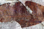 Caesalpinites inaequalis Palamarev & Petkova [holotype]