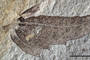 Carpinus mestensis Kitanov fil. [holotype]