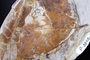 Cercidiphyllum macrophyllum Palamarev & Petkova [holotype]