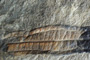 Daphnogene rhodopaea Palamarev [holotype]