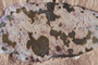 Dodonaea salicoides Andreanszky var. multinervis Palamarev [holotype]