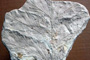 Eostangeria ruzinciana (Palamarev, Petkova et Uzunova) Palamarev & Uzunova [holotype]