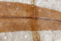 Gordonia stefanovii Palamarev & Bozukov [holotype]