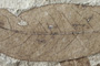 Hartia palaeorhodopensis Bozukov & Palamarev [holotype]