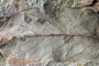 Lithocarpus palaeobalcanica Palamarev & Petkova [holotype]