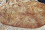 Matudaea palaeobalcanica Palamarev & Petkova [holotype]