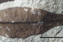 Myrtus palaeomestensis Palamarev, Kitanov fil. & Bozukov [holotype]