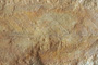 Persea protobalcanica Palamarev [holotype]
