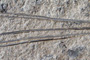 Pinus palaeorhodopensis Palamarev [holotype]