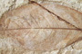Prunus attenuatifolia Palamarev & Petkova [holotype]