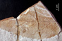 Stewartia stefanovii Palam. & Bozukov [holotype]