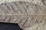 Lithocarpus palaeorhodopensis Palamarev & Mai [holotype]