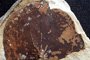 Bauhinia bulgarica Kitanov fil. [holotype]