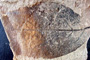 Hydrangea palaeopirinica Palamarev [holotype]