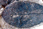 Crataegus integrifolia Palamarev [holotype]