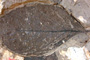 Symplocos brežanii Palamarev [holotype]