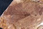 Playcarya palaeostrabilaceae Palamarev [holotype]