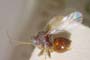 Synergus carinatus Vassileva-Samanlieva, 1985 [paratype]