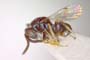 Glyphomerus aylax Stojanova, 2005 [paratype]