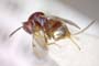 Glyphomerus aylax Stojanova, 2005 [paratype]
