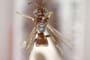 Harpactus priscus Ljubomirov, 2001 [paratype]