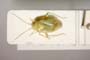 Lygocoris zebei Günther, 1997 [paratype]