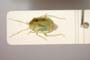 Lygocoris zebei Günther, 1997 [paratype]