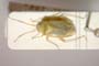 Lygocoris zebei Günther, 1997 [paratype]