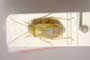 Lygocoris zebei Günther, 1997 [paratype]