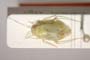 Lygocoris zebei Günther, 1997 [paratype]