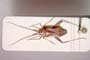 Phytocoris limonii Günther, 1992 [paratype]