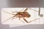 Phytocoris limonii Günther, 1992 [paratype]