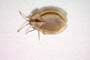 Acalypta anatolica Josifov, 1967 [paratype]