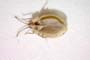 Acalypta anatolica Josifov, 1967 [paratype]