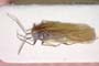 Dimorphocoris remanei Wagner, 1965 [paratype]