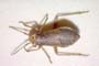 Dimorphocoris remanei Wagner, 1965 [paratype]