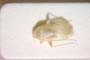 Psallus anaemicus Seidenstücker, 1966 [paratype]