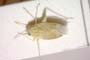Solenoxyphus minor Wagner, 1969 [paratype]