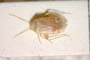 Psallus helenae Josifov, 1969 [paratype]