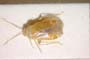 Psallus helenae Josifov, 1969 [paratype]