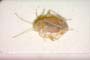 Psallus helenae Josifov, 1969 [paratype]
