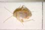 Psallus helenae Josifov, 1969 [paratype]