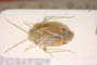Psallus balcanicus Josifov, 1969 [paratype]