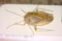 Psallus balcanicus Josifov, 1969 [paratype]