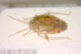 Psallus balcanicus Josifov, 1969 [paratype]